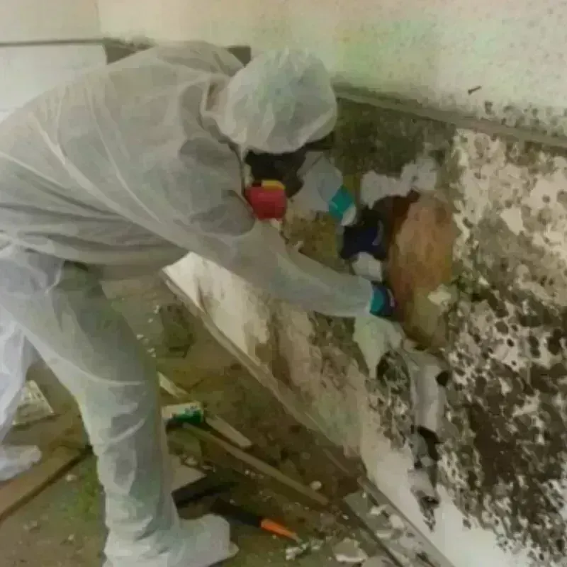 Mold Remediation and Removal in Calhoun, GA